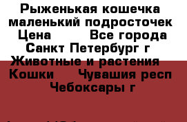 Рыженькая кошечка маленький подросточек › Цена ­ 10 - Все города, Санкт-Петербург г. Животные и растения » Кошки   . Чувашия респ.,Чебоксары г.